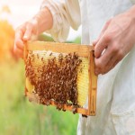 عسل طبیعی پاستوریزه؛ روشن تقویت حافظه گرم organic