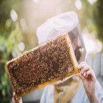 عسل طبیعی کوهی وحشی؛ تقویت استحکام بدن organic