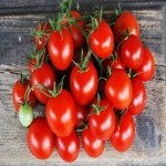 گوجه فرنگی در میادین تره بار؛ فاقد کود سم شیمیایی اراضی گلخانه tomato