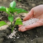 کود اوره برای درخت زیتون؛ فسفر نیتروژن تقویت گیاهان 2 نوع پودری محلول