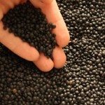 کود شیمیایی سیاه (فسفاته) دانه ریز مقاوم ساز گیاهان fertilizer