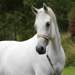 اسب عرب دوسر خارجی؛ قوی مناسب سوارکاری قد (140 160) سانتی متر