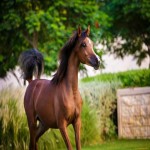 اسب عرب مصری دو سر؛ با اصالت تربیت پذیر سرعت بالا قدمت 4500 سال