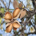 بادام درختی شیرین؛ رشد ناخن آنتی اکسیدان خام بو داده IRAN