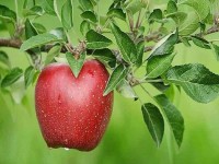 سیب درختی امسال؛ بافت منسجم آبدار پیشگیری یبوست ویتامین C