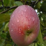 سیب تو سرخ ارومیه؛ آنتی اکسیدان ترش پوست نازک فله بسته بندی Apple