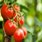 گوجه فرنگی در میدان تره بار شیراز (صیفی جات) قرمز تقویت بینایی طبیعی تزئیین سالاد tomato