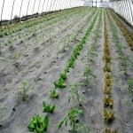 نایلون صیفی جات؛ ضد یو وی افزایش رشد گیاهان تقویت خاک nylons