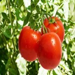 گوجه فرنگی بوته ای؛ آنتی اکسیدان ویتامین C سالاد سوپ tomatoes
