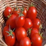 گوجه فرنگی به صورت عمده؛ پخت رب ترشی ضد افسردگی Tomatoes