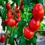 گوجه فرنگی درختی در ایران؛ گیلاسی آلبالویی درمان آسم حاوی Antioxidants