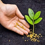 خرید کود اوره برای گندم آبی با قیمت استثنایی