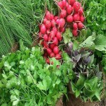سبزی تازه کیلویی ۱۴۰۱ | خرید با قیمت ارزان