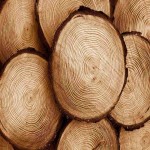 قیمت خرید چوب درخت راجی + مشخصات، عمده ارزان