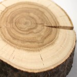 قیمت چوب درخت راش از تولید به مصرف