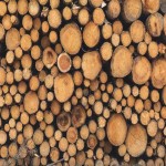 قیمت خرید چوب درخت سپیدار + مشخصات، عمده ارزان