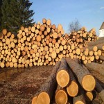 خرید چوب درخت در ایران + قیمت عالی