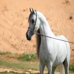 خرید اسب عرب مصری ایرانی با قیمت استثنایی