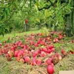 بهترین قیمت خرید سیب زیر درختی ۱۴۰۱