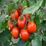 بهترین گوجه گلخانه ای حاجی آباد + قیمت خرید عالی