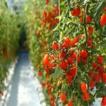 بهترین گوجه گلخانه ای اصفهان + قیمت خرید عالی