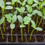 خرید بذر خیار گلخانه ای سبا با قیمت استثنایی