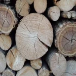 خرید چوب تنه درخت + قیمت عالی