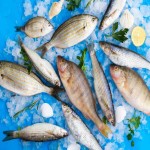 خرید ماهی صبور خوزستان + قیمت عالی