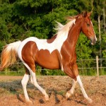 خرید اسب عرب مصری ایرانی + بهترین قیمت
