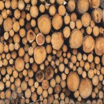 لیست قیمت چوب درخت انجیلی 1402