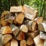 خرید و قیمت روز چوب درخت اقاقیا