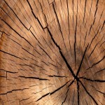 خرید چوب آبنوس در ایران + قیمت عالی
