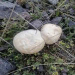بهترین قیمت خرید قارچ کوهی در ایران