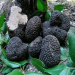 قارچ ترافل سیاه در اروپا | خرید با قیمت ارزان