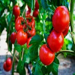 بهترین قیمت خرید گوجه گلخانه ای هیدروپونیک