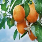 قیمت پرتقال روی درخت توسط باغدار