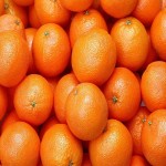لیست قیمت پرتقال بم جهت صادرات