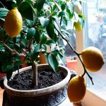 مراحل و نکات نحوه کاشت نهال لیمو ترش در باغ