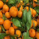 خرید و قیمت نارنگی در میدان بار ساری