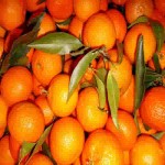 خرید نارنگی از کشاورز با بهترین قیمت