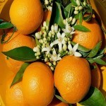 خرید و فروش پرتقال در تهران با قیمت مناسب