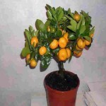 برای رشد نهال پرتقال چه باید کرد؟