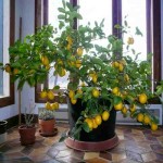 شیوه نگهداری نهال لیمو شیرین در گلدان