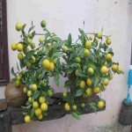 درخت لیمو شیرین بعد از چند سال ثمر میدهد؟