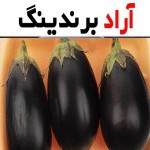 معرفی بادمجان امروز اصفهان + بهترین قیمت خرید