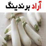 بهترین قیمت خرید بادمجان قلمی سفید در همه جا تهران اصفهان همدان مشهد