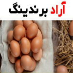 تخم مرغ سیمرغ؛ جلوگیری بیماری قلبی 47 کیلو کالری (مواد معدنی کلسیم امگا3)