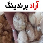 موسیر صادراتی؛ خشک گرانول اسلایسی پودری کاشت Iran
