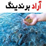خوراک آبزیان مشهد؛ پودری پلت کنسانتره هضم آسان یکدست مقوی
