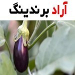 بادمجان لامپی اصفهان؛ مشکی سفید طبع گرم حاوی فیبر Folate